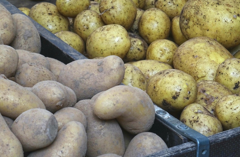 Zwiększy się produkcja skrobi ziemniaczanej - na Ukrainie