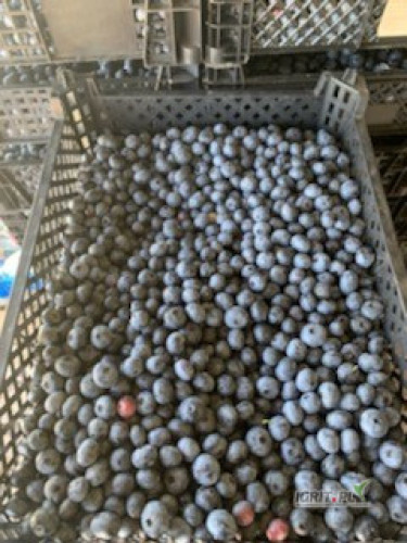 Sprzedam Borówkę 10 ton -  dziennie , luz  -  oraz  - skrzynka 4 kg                                             ...