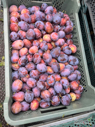 Sprzedam mieszaniec(amers) w plastikach 20kg. Zbiór jutro, towar będzie na bierząco schladzany. Ilość przewidywana 2-3t