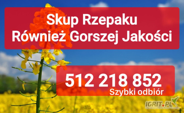 Kupię rzepak  również zanieczyszczony gorszej jakosci szybki odbiór i płatność po załadunku 
