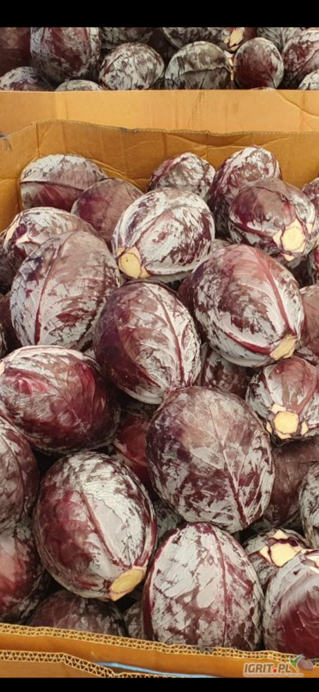 Sprzedam kapustę czerwona. Kaliber 1-2 kg.