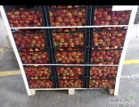 Sprzedam morele import Grecja odmiana Pyrsia i Modador oraz czeresnie