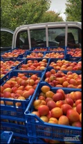 Sprzedam paletowe ilości moreli import Grecja 
