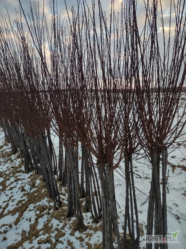 /images/posts/2025/03/1988132/tUynu49M7wXTJQ9m9j8rInCEh5FoRMVskQgmHpvr.jpeg