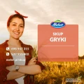 Kupię grykę telefon +48 608 03 00 58 Gryka