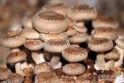 Sprzedam boczniaka oraz grzyby shiitake. 
