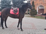 Sprzedam klacz wielkopolska 165-167 w kłębie lub zamienię za owce oraz rozważam inna zamianę