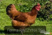 FERMA Drobiu RĄCZYNA 39A
