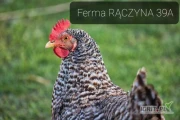 FERMA Drobiu RĄCZYNA 39A
