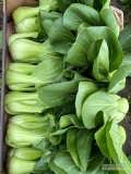 Sprzedam kapustę pak choi, waga może być nawet większa bo cały czas rośnie 
