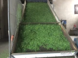 Sprzedam suszarnie taśmową do ziół, trocin,warzyw ,grzybów, natki pietruszki
