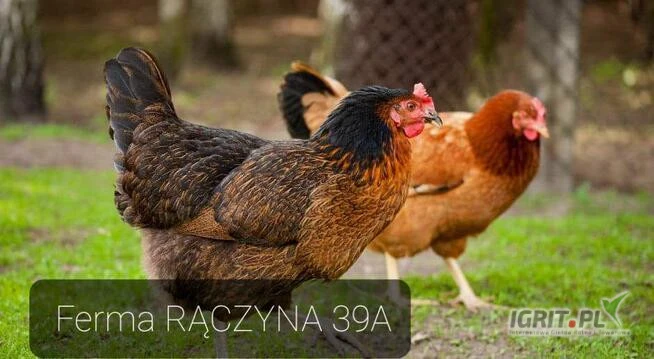 /images/posts/2025/03/1989044/ZUt9YA5U2reWOte0YFQSijC48ZIlKLbm7sZv7qLR.jpeg