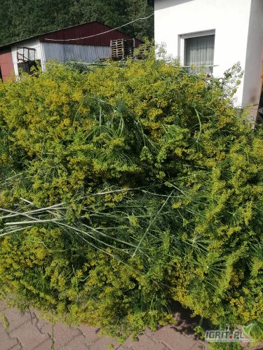 /images/posts/2024/07/1880228/GFT2fzoYLCn0RUQnNYw88JDwascQ4YyHbRdOE8F0.jpeg
