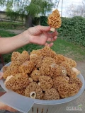 Sprzedam Smardze świeże. Ok. 1,5 kg na dziś. Będzie więcej . 400,00 zł za kg 