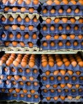 Sprzedam świeże zdrowe brązowe / białe jaja kurze Na sprzedaż / Gospodarstwo 
