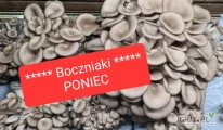 Zapraszam do współpracy firmy zajmujące się handlem grzybami.
