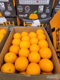 Pomarańcze 15 kg Valencia 88 Egipt (soczyste) - Katowice
