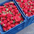 Szukamy plantacji truskawek. Interesują mnie truskawki z pola. Odmiany takie jak Azja Cory Kenta Kimberly Limaleksja Falco Figaro,...