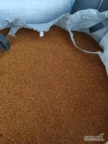 Proso czerwone 25 ton , suche , czyste ,