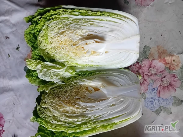 /images/posts/2024/07/1876997/4ogFGf44qWRRAJVTdkh0fOiHg8NtcU5QVD0qlITN.jpeg