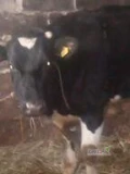 witam   sprzedam  Jaoszke   w wieku   2lata   do  zacielenia  idealna do dalszej chodowli   po bardzo wydajnej madce...