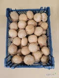 Sprzedam pieczarkę BRĄZOWĄ oraz BIO BRĄZOWĄ

