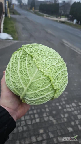 /images/posts/2025/02/1972661/ZRRD19GMOWQOvuUOfe45cs1y9GXxEVjjW0BR03sl.jpeg