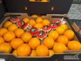 Pomarańcze MarocLate z Maroko 
