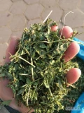 Sprzedam lucernę - zbiór bezpośredni na suszarnię podłogową. Intensywny, zielony kolor.
