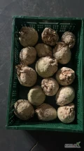 Sprzedam selera, towar handlowy, kaliber 500-1200g. Cena i opakowanie do uzgodnienia.
