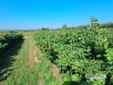 Sadzonki malin margariffa i mapefa, zdrowa plantacja!