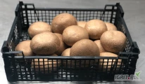 Producent Pieczarek Portobello oraz Grzybów Egzotycznych – Szukamy Firm do Współpracy!
