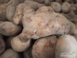 Uwaga rolnicy, pośrednicy, pakowacze przyjmę za DARMO odsorty po pakowaniu suche czyste bez piachu,zgnitch nadające się dla bydła mile...