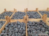 sprzedam śliwkę pod przemysł , 1300 kg w cenie 0,50 gr, odbiór Kolonia Wierzbie 