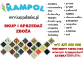 Kupię: PROSO (żółte, białe, czerwone), JĘCZMIEŃ, PSZENICA, PELUSZKA, GROCH, FACELIA, KUKRYDZA DROBNA (żółta, czerwona, czarna,...