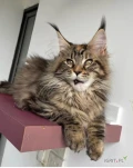 Jeśli szukasz kota z osobowością, urokiem i pięknem — nie szukaj dalej. Nasze kocięta Maine Coon są uosobieniem kociej gracji i...