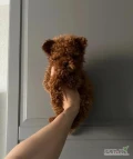 8-week-old toy poodle  puppies are typically small, weighing around 3 to 4 pounds. At this age, they are lively, curious, and full of...