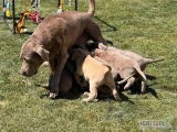 Nasze piękne szczeniaki labradora retrievera są teraz gotowe, aby znaleźć swoje stałe domy! Znane ze swojej łagodnej natury,...