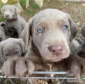 Urocze szczeniaki labradora retrievera – wychowane w rodzinie
