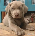 Zdrowe i szczęśliwe szczeniaki labradora na sprzedaż
