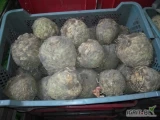 Sprzedam Seler nie mytą  0,5 -1,2 kg około 500 kg .Wiecej informacji pod podanym nr tel. 