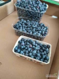 Sprzedam 30kg borówki amerykańskiej 