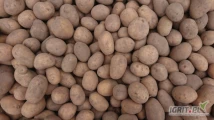 Sprzedam ziemniaki odmiany Tajfun 35-45 ok. 1,5t - 0,8 zł/kg