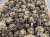 Sprzedam seler odmiany Markiz. Towar zdrowy, gruby (1kg+). Możliwość sprzedania na brudno lub przygotowania na tzw. „jabłuszko”. , .