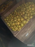 Sprzedam jabłka Golden mutsu (czekolada ) cel dowolny.
