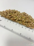 Oferujemy soczewicę zieloną w big bagach, 16t ton
