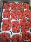 Sprzedam maliny tunelowe około 150 kg , w pojemnikach 250 gram . Więcej informacji pod numerem 600672126