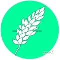 P. Krücken Organic GmbH kupimy zboże ekologiczne oraz w okresie konwersji.
