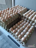 Witam sprzedam jaja od kur z wolnego wybiegu około 1000 szt tygodniowo.