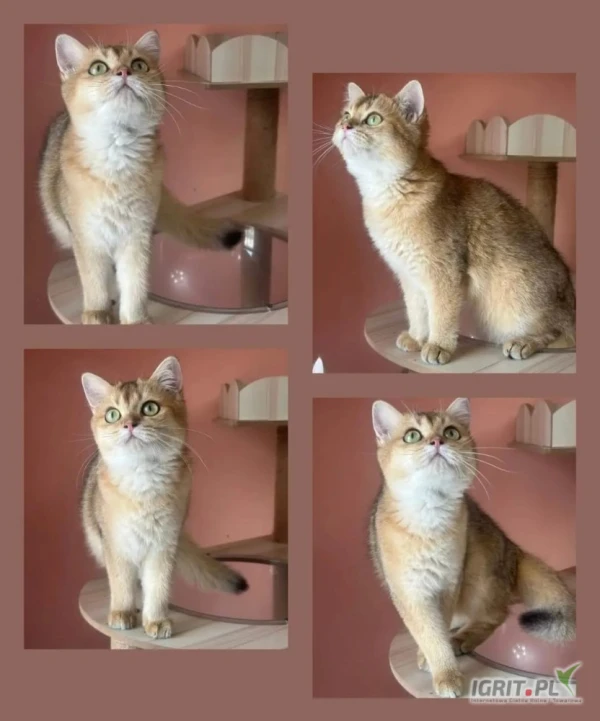 /images/posts/2025/05/2015490/vE9vo0mx5Ui5f3sSqZFavSCK7Z7DJwOeSNAC0Lfq.jpeg